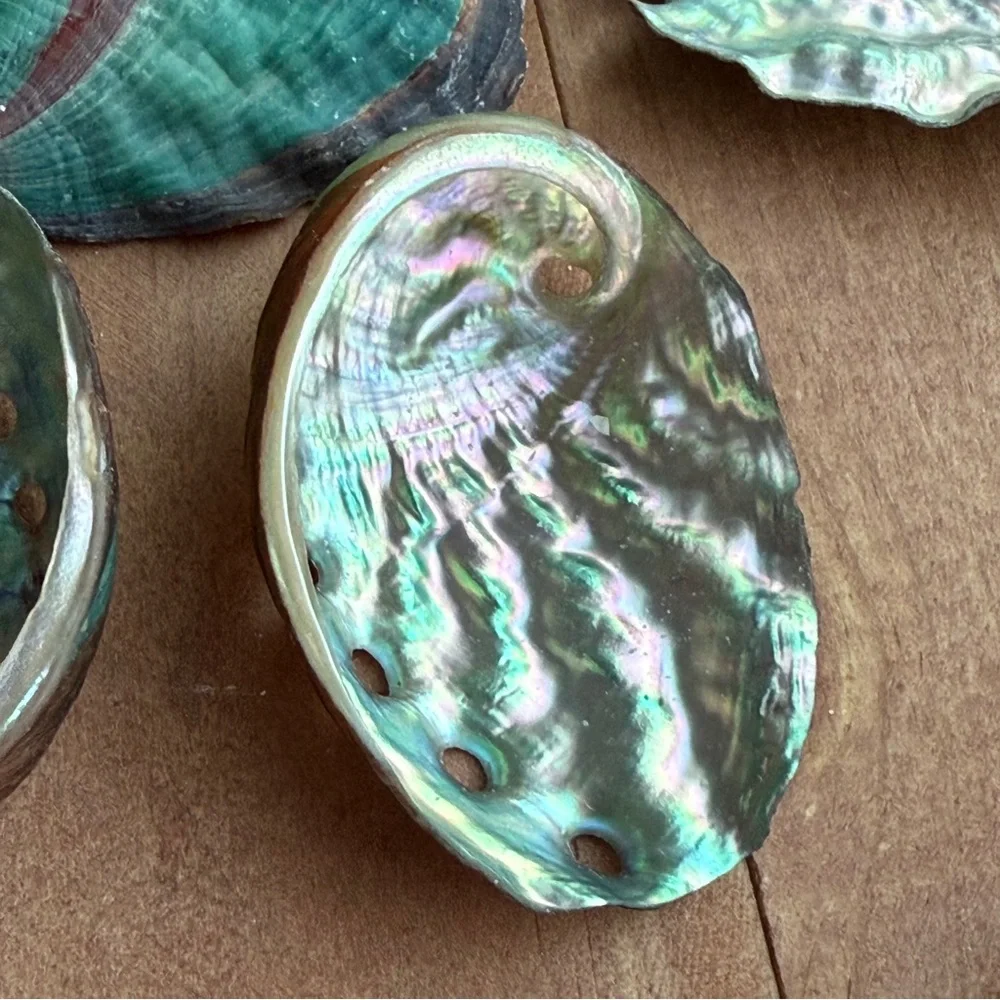 Real ABALONE Shells Polished Nautical DIY Crafting Decor Coastal Mixed Bulk lot